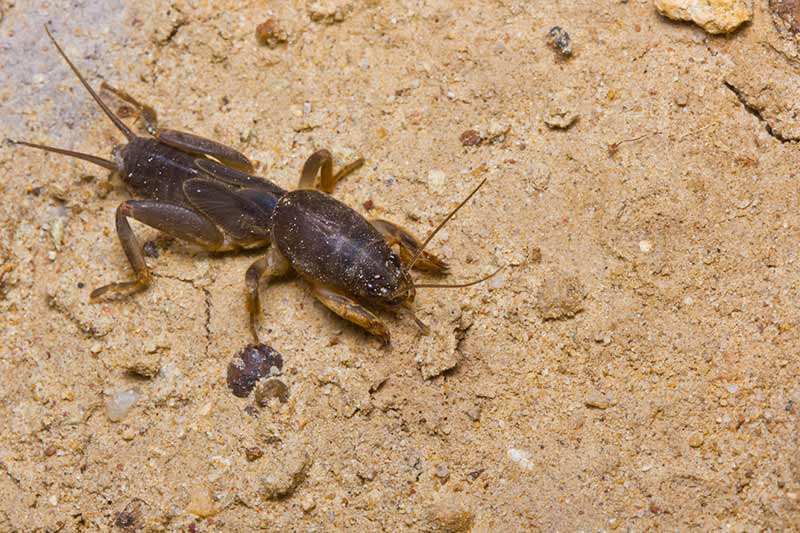 How to Kill Mole Crickets and Prevent Lawn Damage