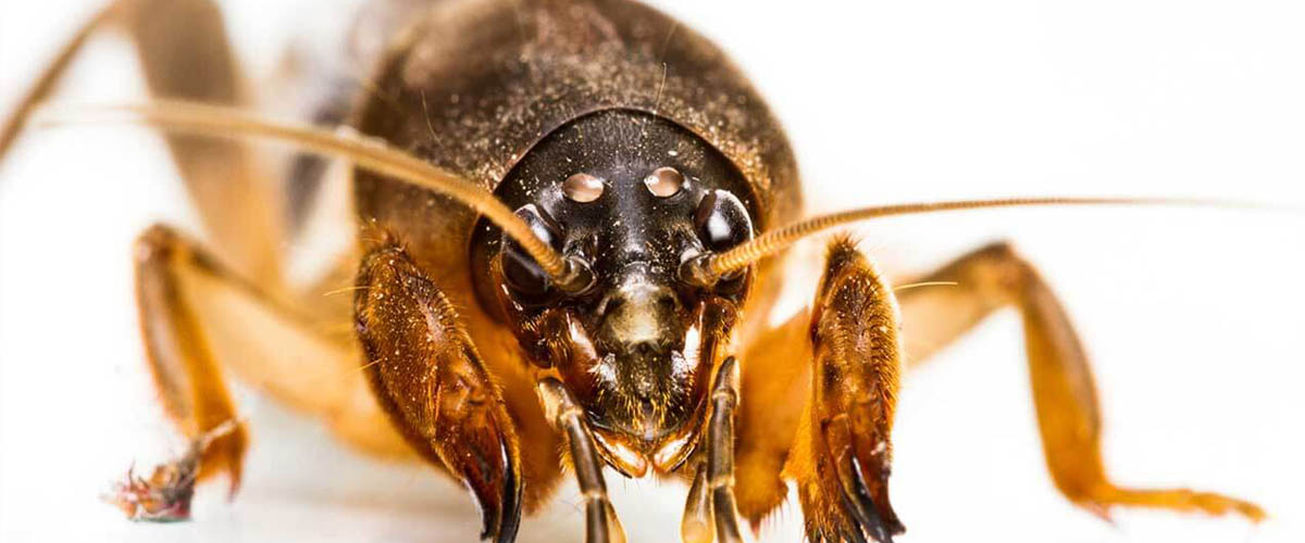 Protecting Your Turf Against Mole Crickets