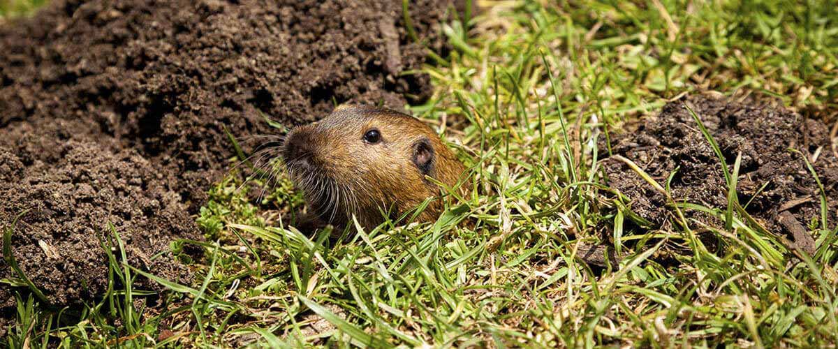 Gophers spend most of their time below ground, but occasionally show themselves.