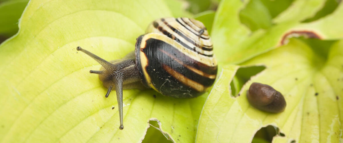 A snail and a slug on leaves