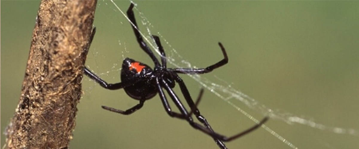 Spindly Spiders and their Secret Sanctuaries