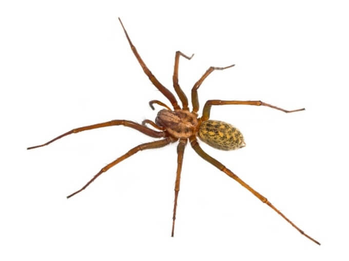 Brown Recluse Spider Envenomation Treatment & Management: Emergency  Department Care, Consultations, Prevention