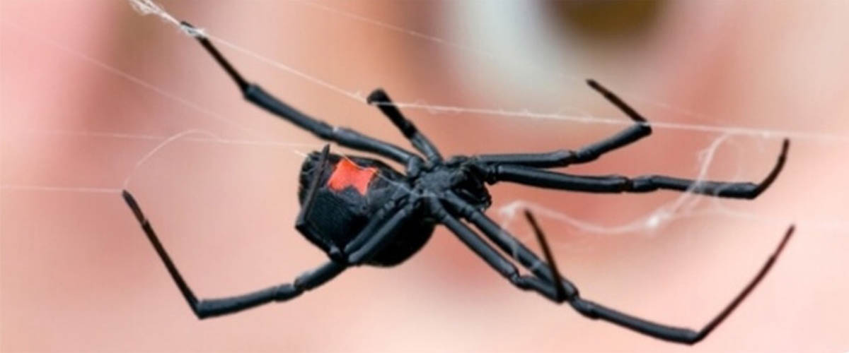 Some spiders may spin poisonous webs laced with neurotoxins