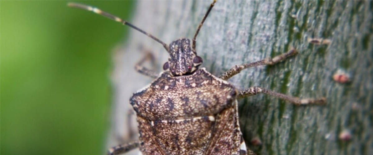 Stink Bug Control