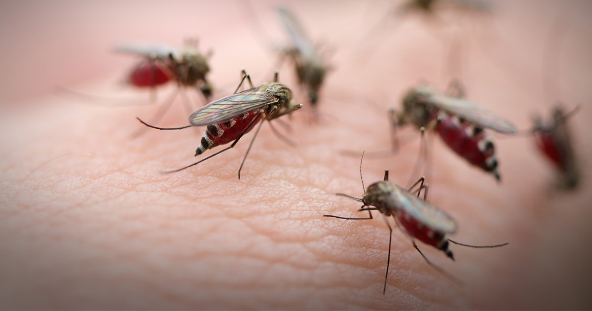 group of mosquitoes feeding
