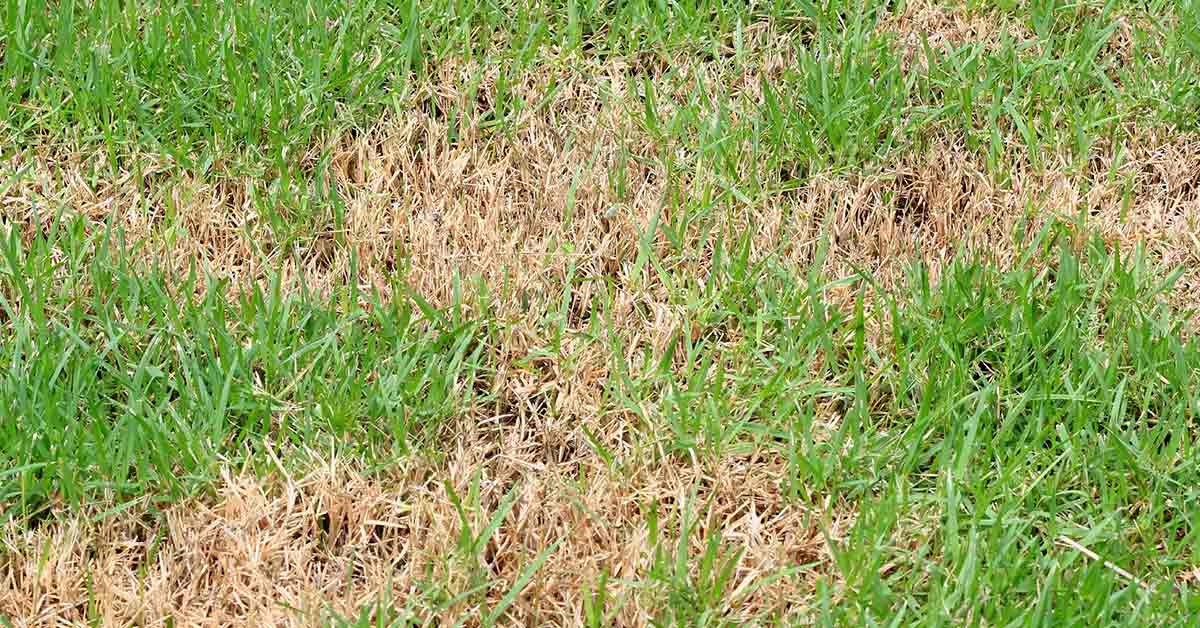 Turf Pests