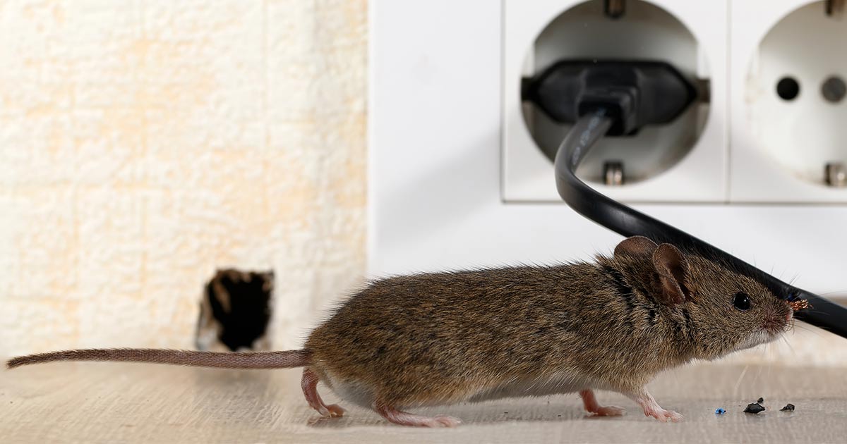 How to Catch a Mouse in Your House