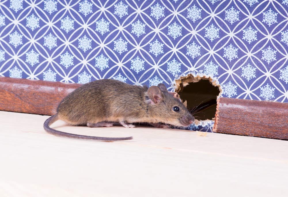 The Best Way to Kill Rats and Mice Quickly