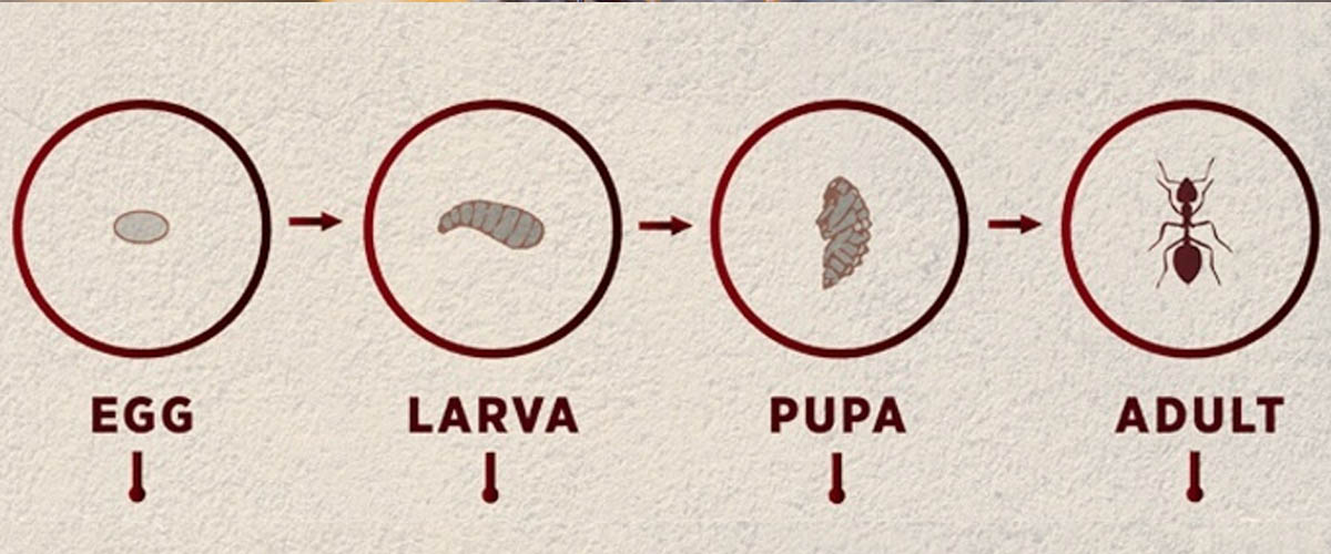 Life cycle of fire ants