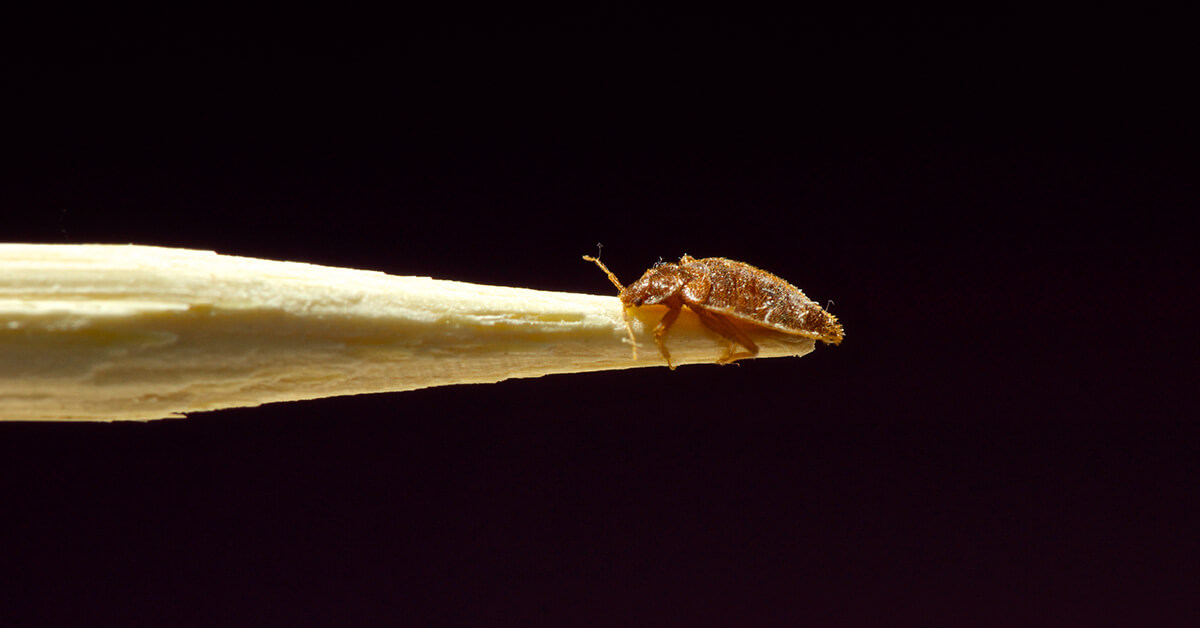 A bedbug (Cimex lectularius) infestation is definitely a distressing occurrence.