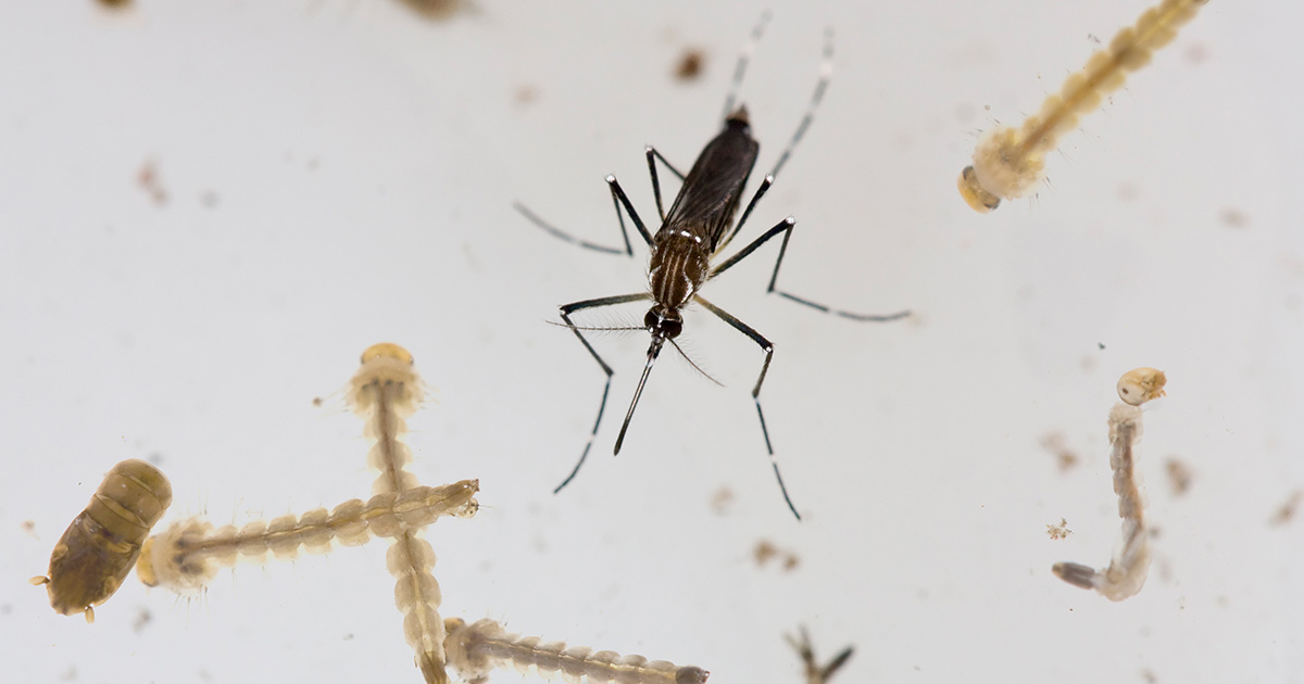 Adult mosquito