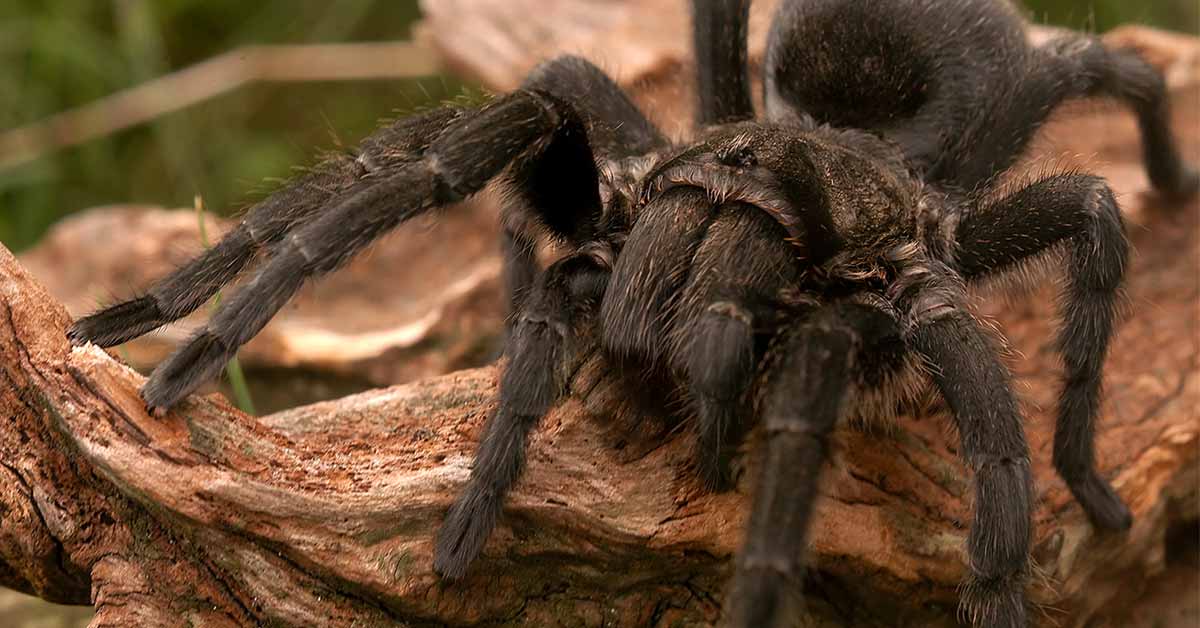 8 Facts About the Misunderstood House Spider