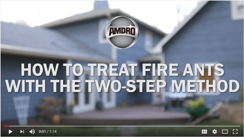 how-to-treat-fire-ants-with-the-two-step-method-video
