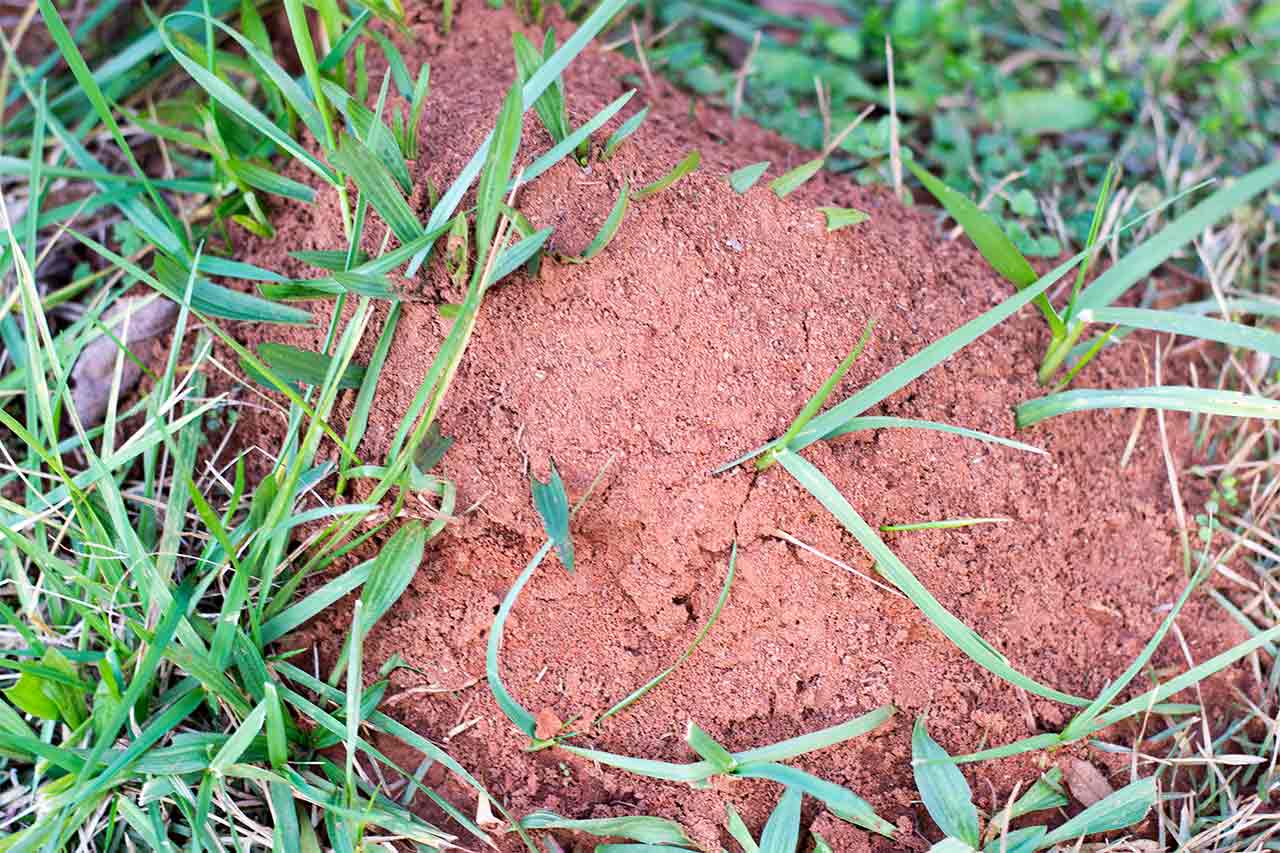 red ants nest