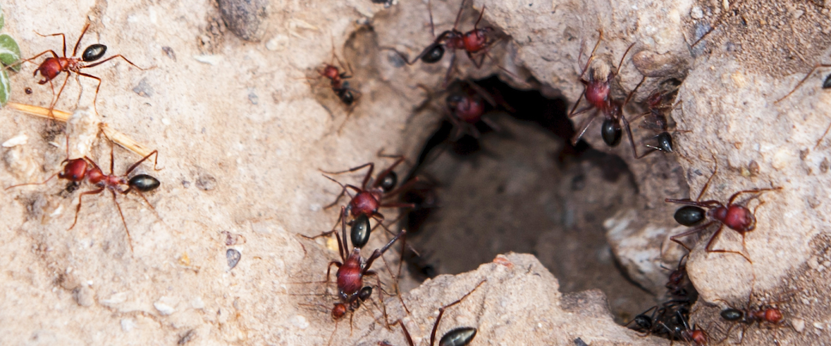  Win the war on fire ants with bait that aims for the heart of the ant colony.