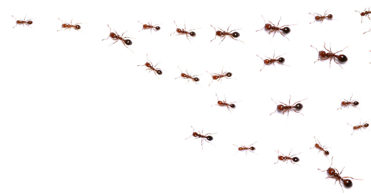 Why Home Remedies for Fire Ants Don't Work — and What Does New OG
