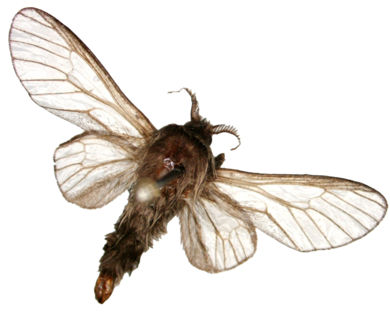 Adult male bagworm moth. 
