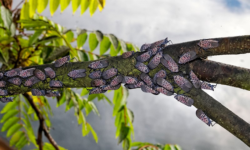 why spotted lanternflies are bad