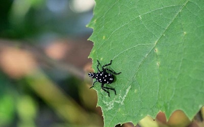 black nymph stage