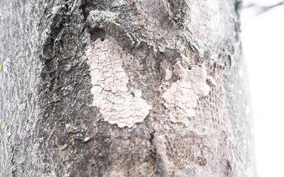 spotted lantern fly egg masses
