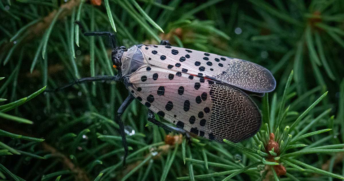 how-to-identify-and-kill-spotted-lanternflies