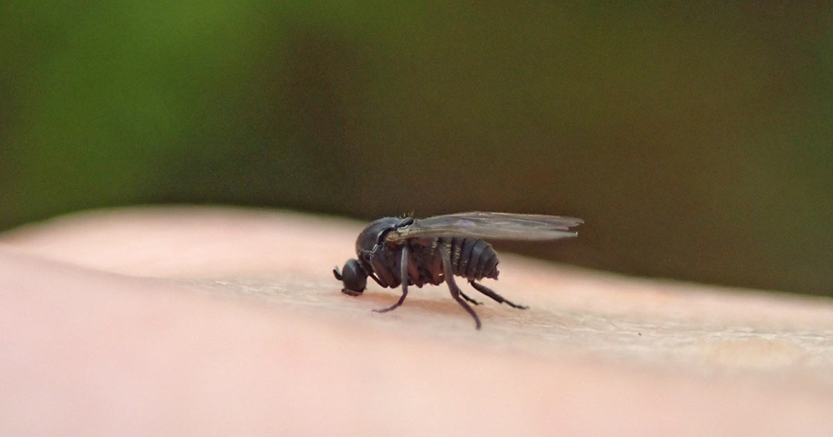 how-to-kill-and-control-black-flies-in-your-yard