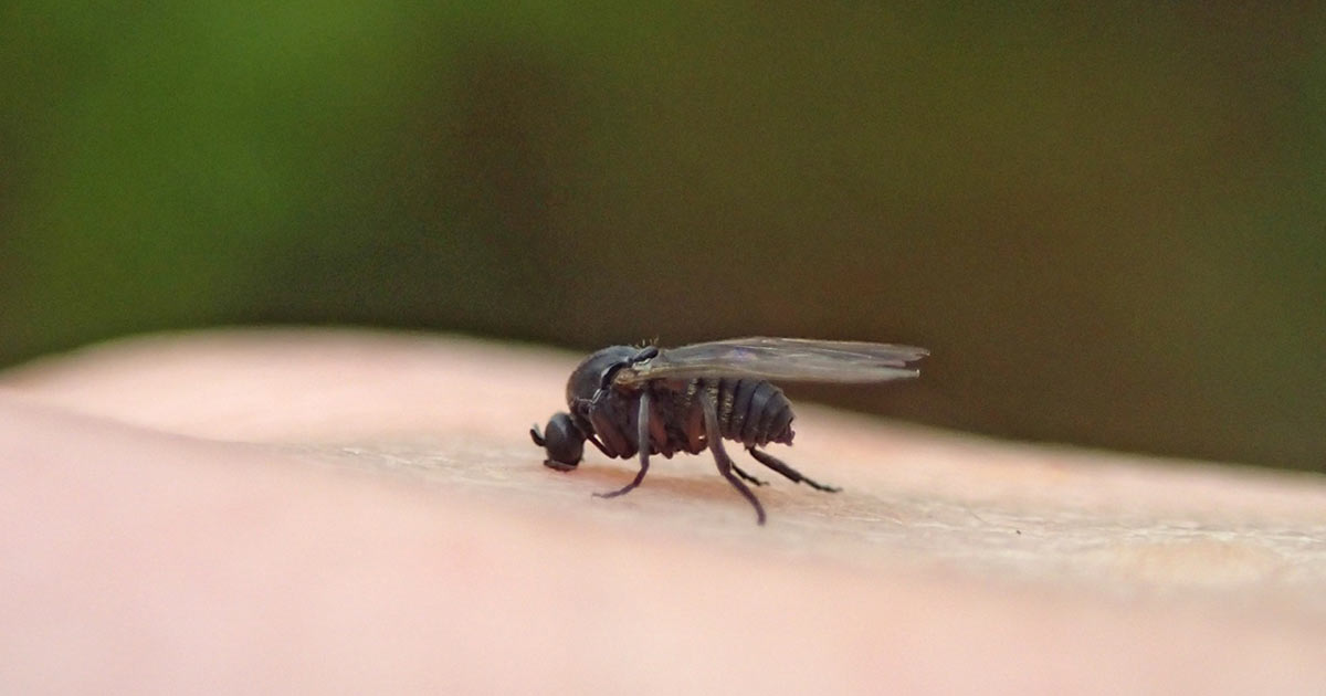 black fly repellent for dogs