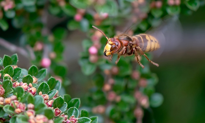understanding hornets