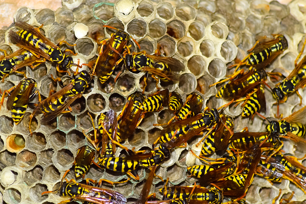 Unlike bees that can only sting once, wasps can sting you repeatedly. 