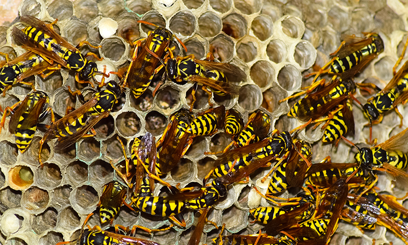 identifying common wasps
