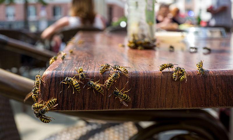 recognizing wasp nests