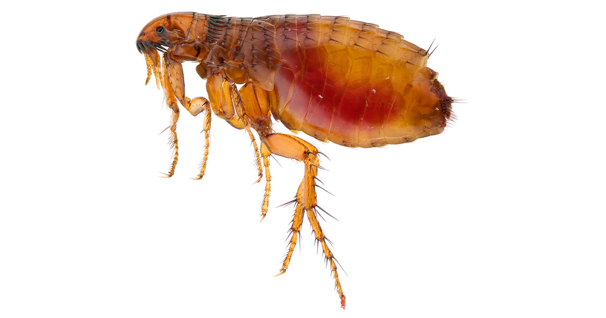 how-to-kill-and-prevent-fleas-in-your-yard
