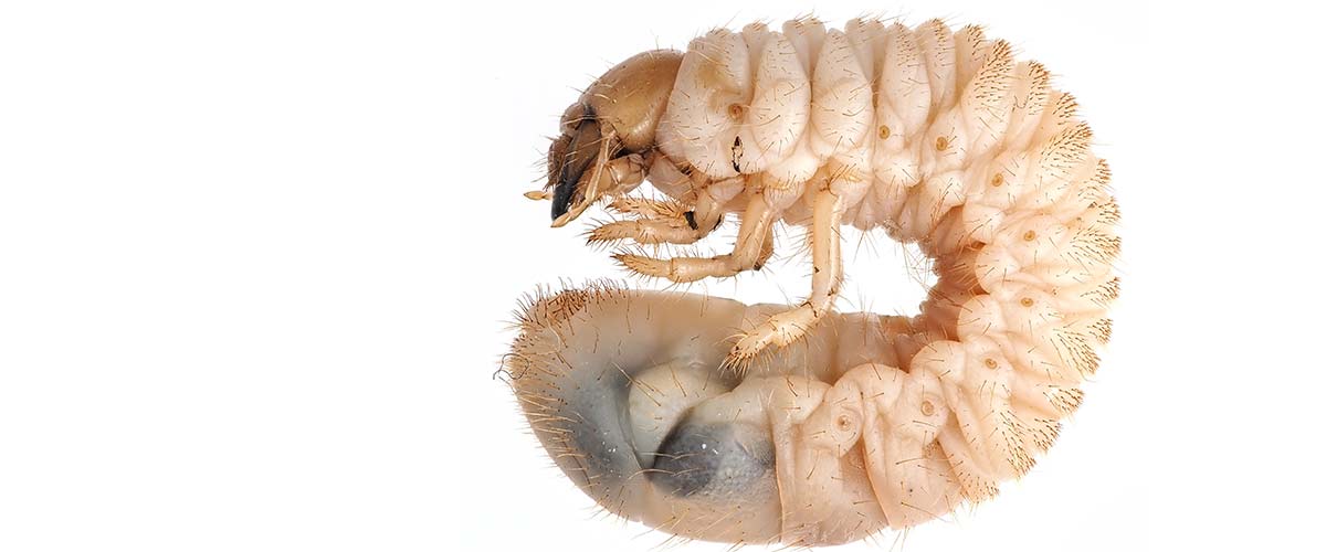 Japanese cheap beetle larvae