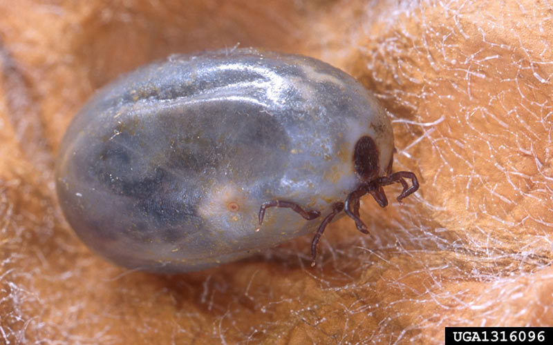 What shop kills ticks