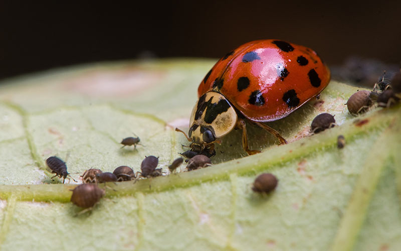 Chinese beetle clearance