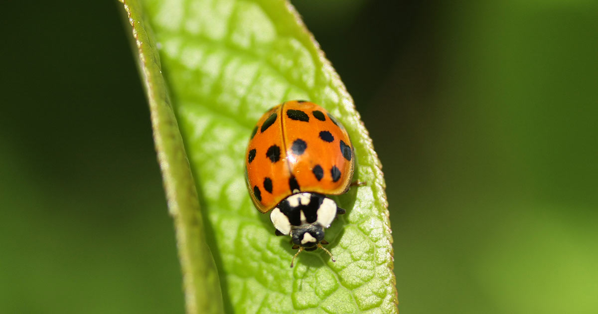 Ladybugs (Asian Beetles)