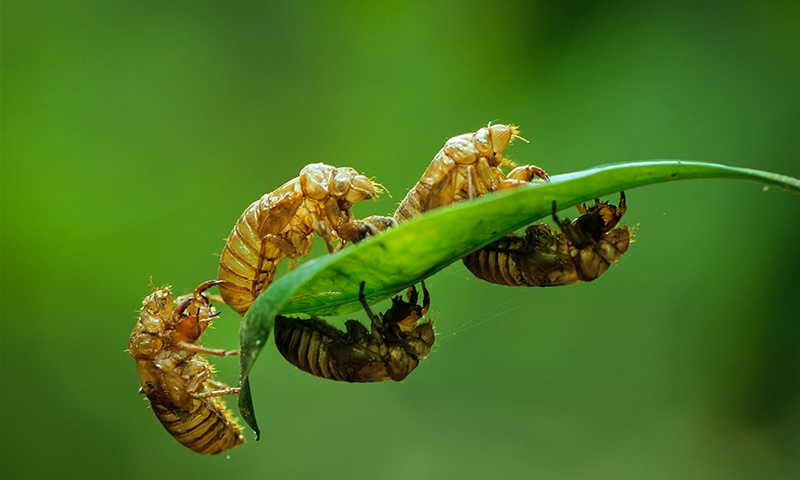 cicada disruptions and damage