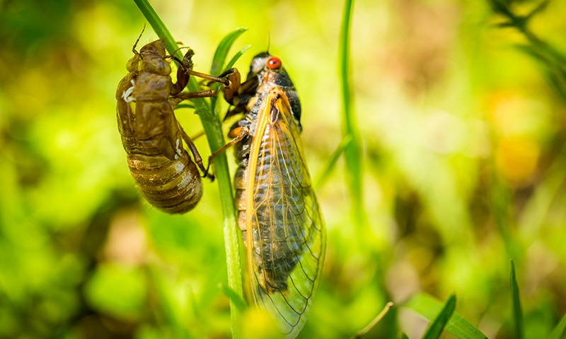 nuisance cicada life stages