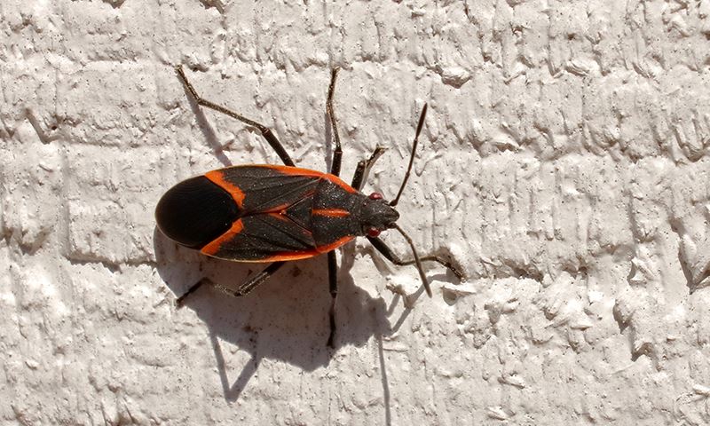 how to boost indoor pest protection outside