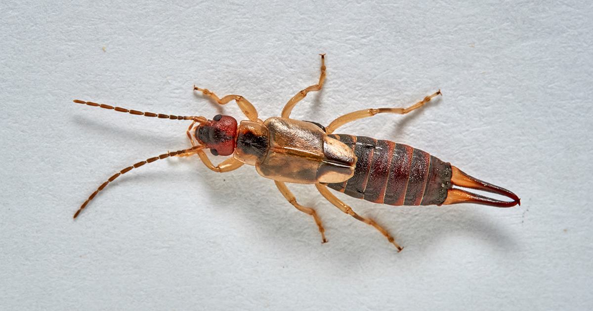 A single female earwig inside a home, closeup with pinchers displayed.