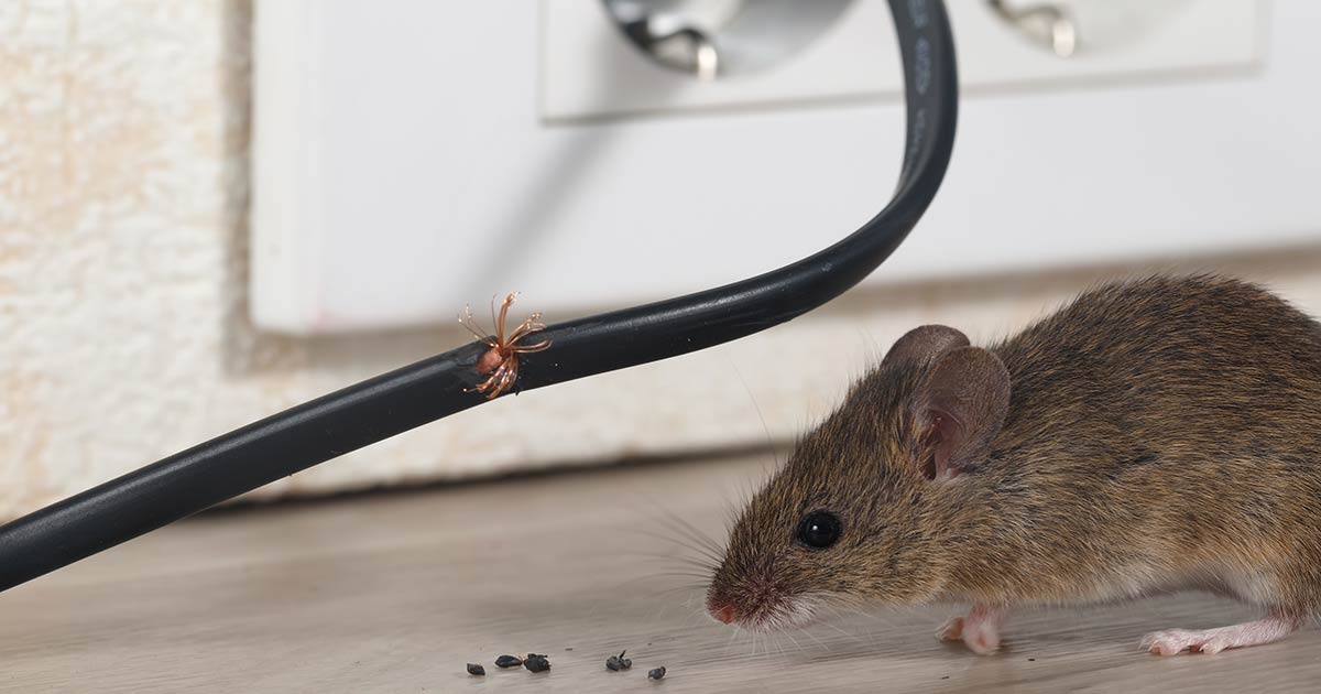 mouse near chewed wire 