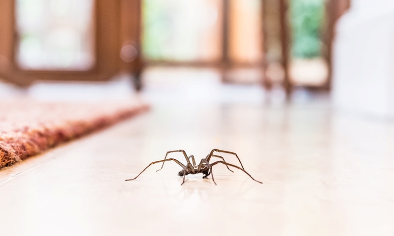 how to kill indoor insect pests