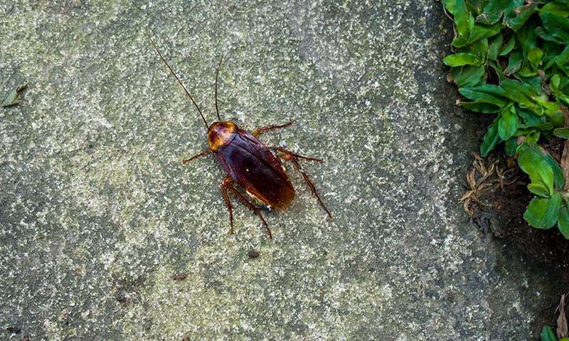 how to kill outdoor insect pests