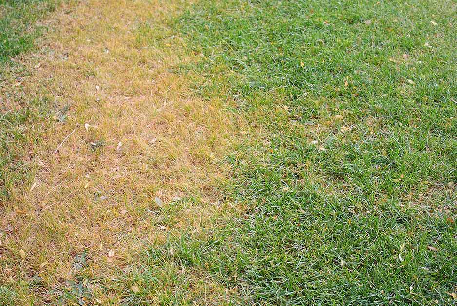 Chinch bug damage is often mistaken for drought at first.