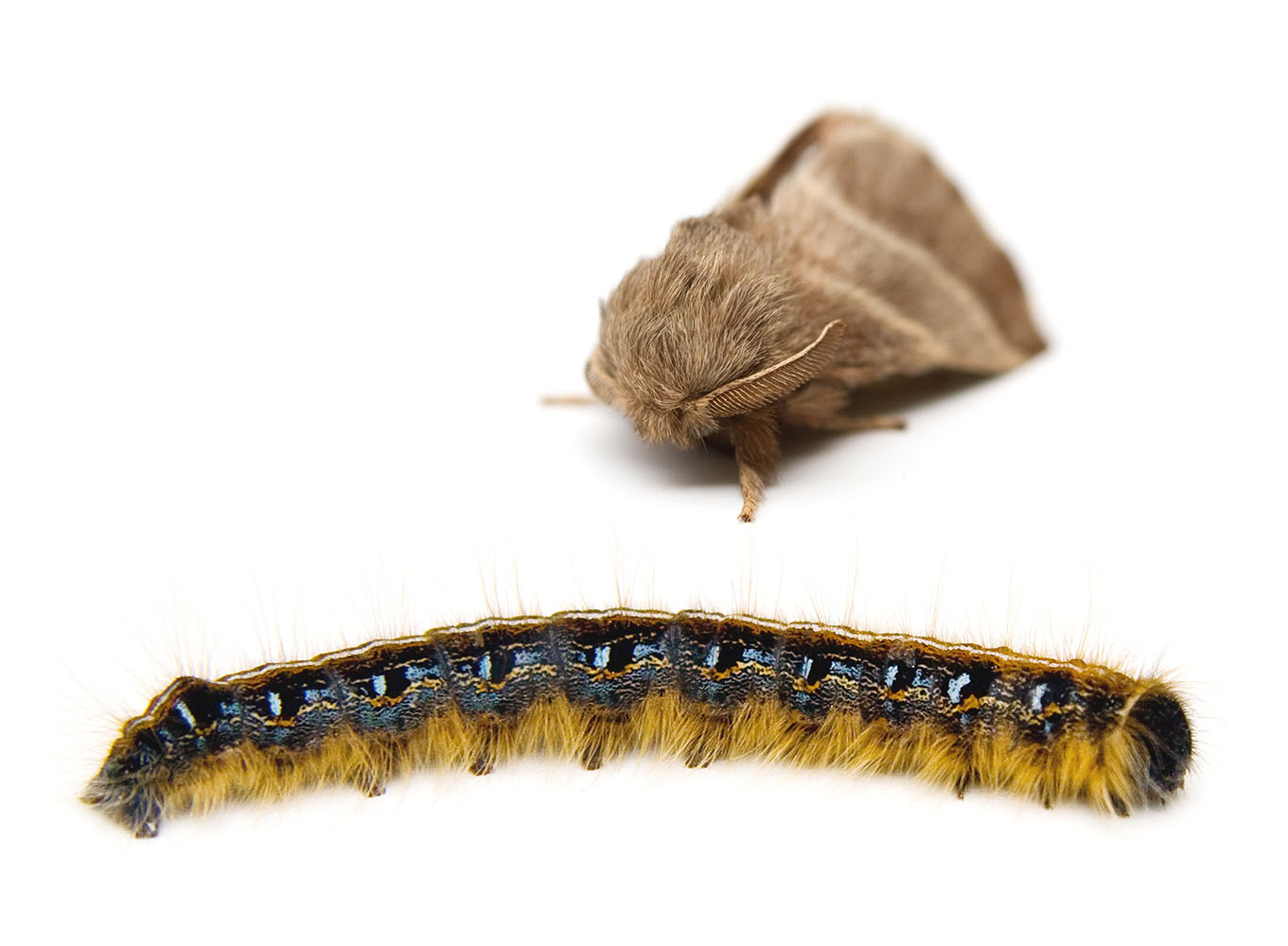 Tent caterpillar stage and adult moth