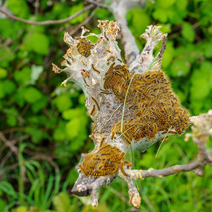 tent caterpillars on tree