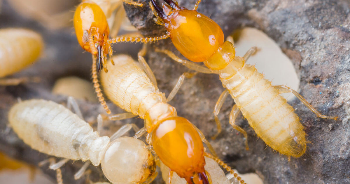 Termites have broad waists.