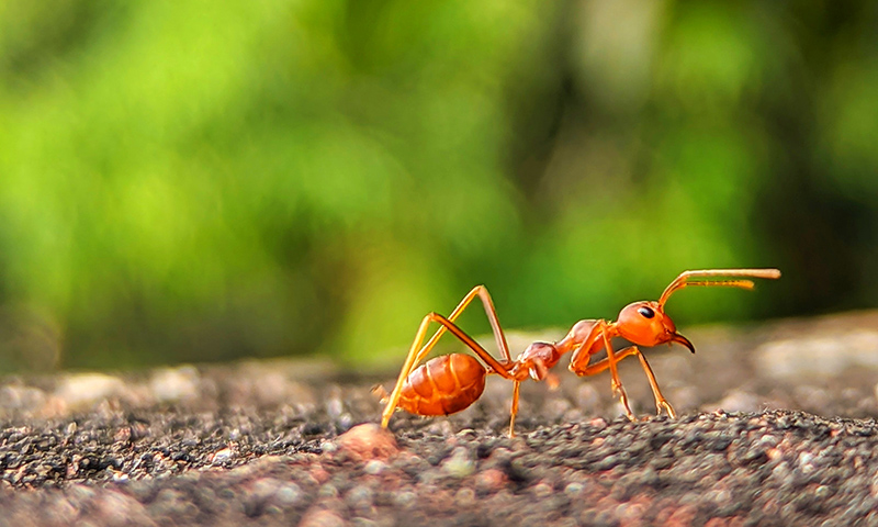 close-up red imported fire ant