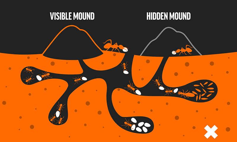 fire ant mound infographic