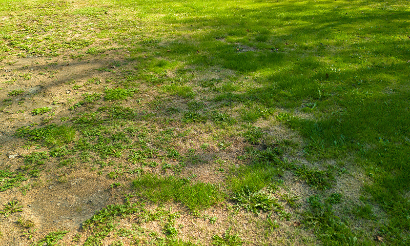 sun baked turf